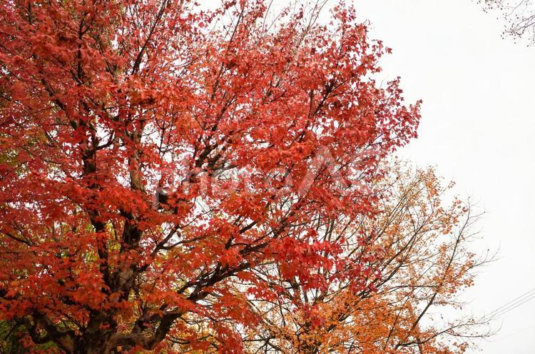 赤とオレンジ もみじ,秋,モミジの写真素材