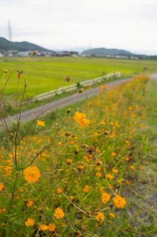 キバナコスモス 秋桜,キバナコスモス,秋の写真素材