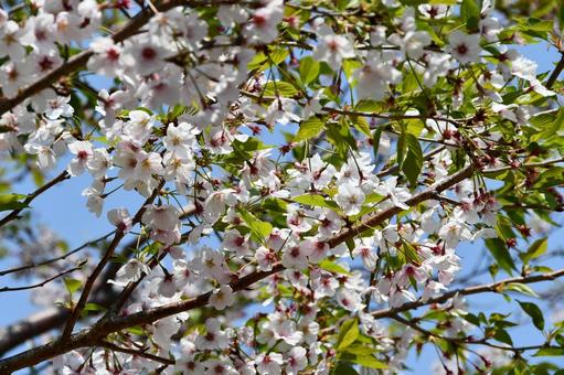 桜の花と葉 サクラ,桜,春の写真素材