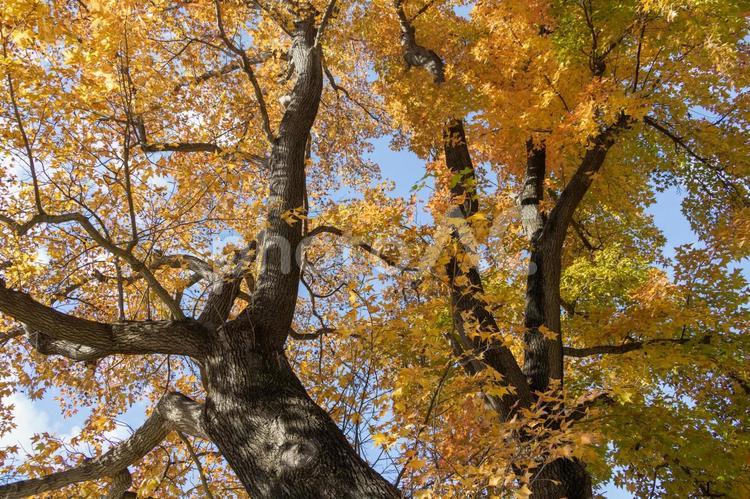 秋の気配・色づくカエデ 紅葉,秋,紅葉狩りの写真素材