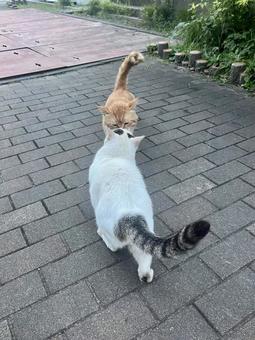猫同士の挨拶 猫同士の挨拶 ペット,もふもふ,動物の写真素材