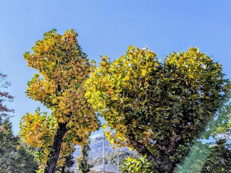 ハートのポプラ 眺め,景色,晴れの写真素材