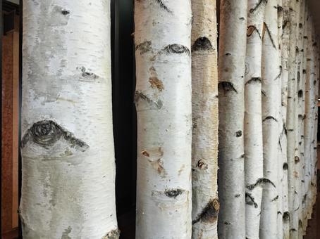 白樺の木 白樺の木,インテリア,内装の写真素材