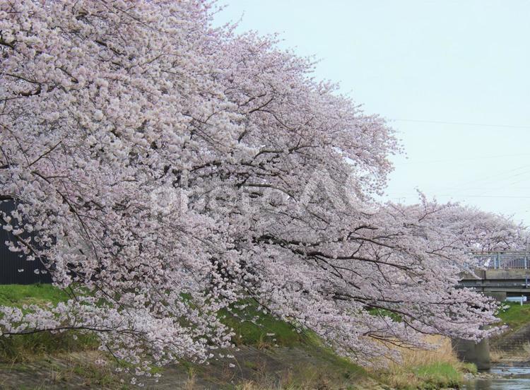 満開の桜が美しい 桜,自然,春の写真素材
