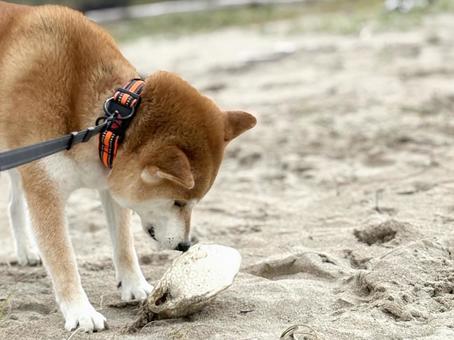 海岸でフグを見つけた柴犬9 海岸でフグを見つけた柴犬9 海,海岸,柴犬の写真素材