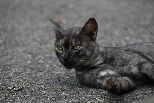 走島のにゃんこ達 走島のにゃんこ達の写真