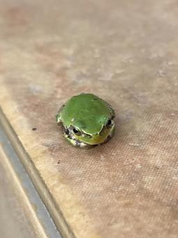 夏のカエル 雨蛙 夏のカエル 雨蛙の写真