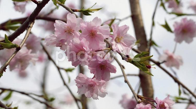 しっとりとした質感のある枝垂れ桜 シダレザクラ,ピンク,花の写真素材