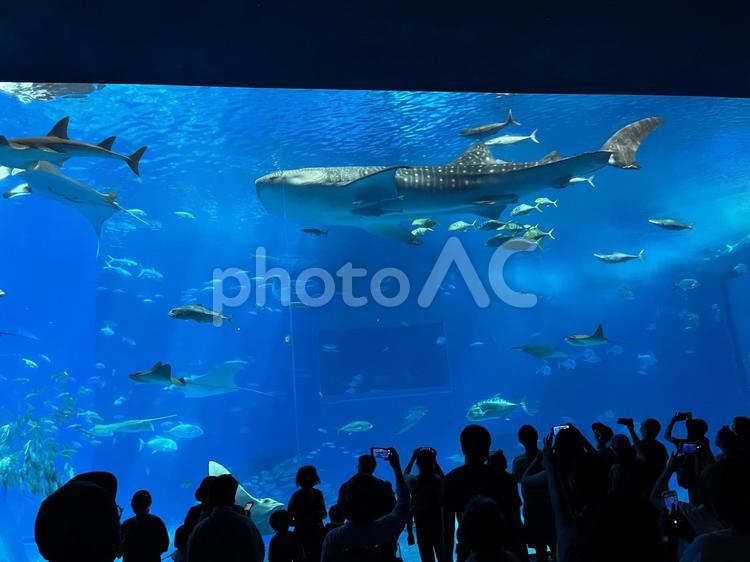 美ら海水族館 ジンベイザメ,美ら海,魚の写真素材