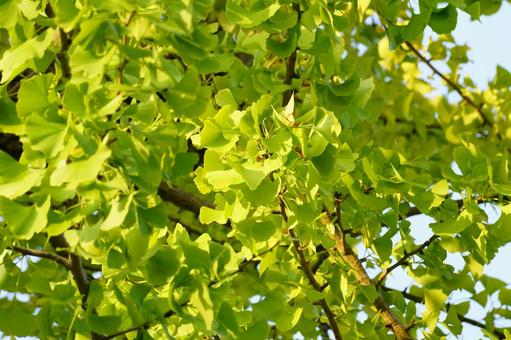 黄葉したイチョウの葉 イチョウ,葉,黄葉の写真素材