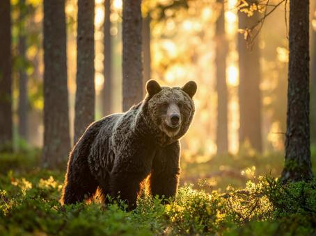 ヒグマ ヒグマの写真