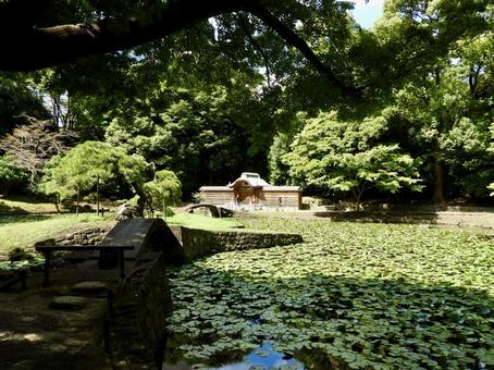 小石川後楽園内庭2 小石川後楽園内庭2の写真