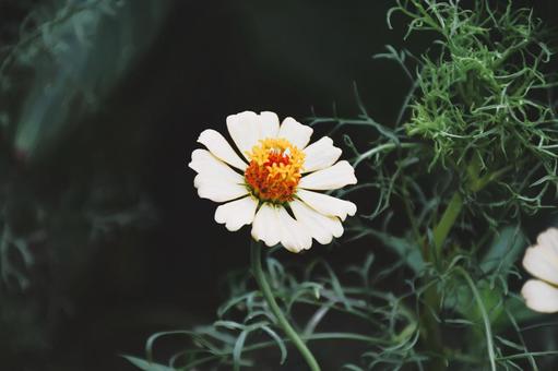 白い花 白い花の写真