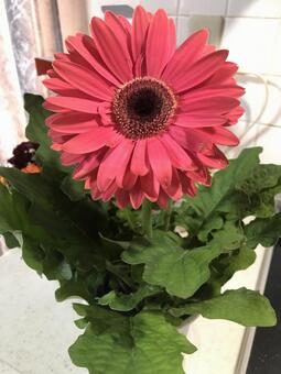 元気あるガーベラ 元気あるガーベラの写真