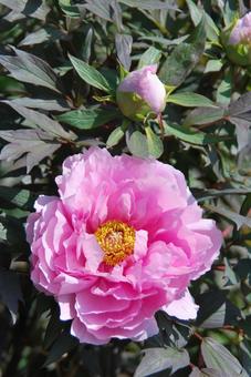 ボタンの花 ボタンの花の写真