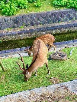鹿さんお食事中 鹿さんお食事中 鹿,シカ,奈良の写真素材