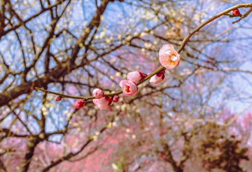 本庄運動公園 梅の花5ー92 本庄運動公園 梅の花5ー92の写真