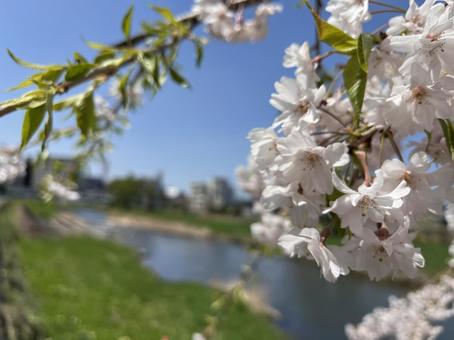 桜の木 桜の木の写真