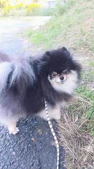 ポメラニアン散歩の写真