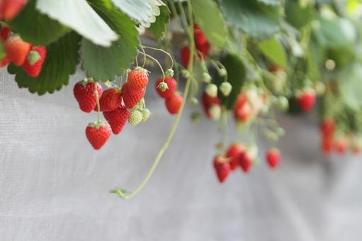 イチゴ狩り イチゴ,ストロベリー,果物の写真素材