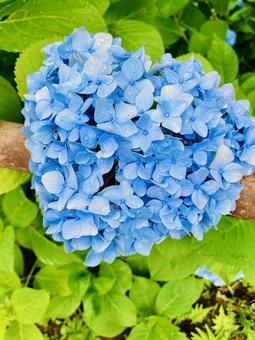 ハート型のあじさい 紫陽花,アジサイ,あじさいの写真素材