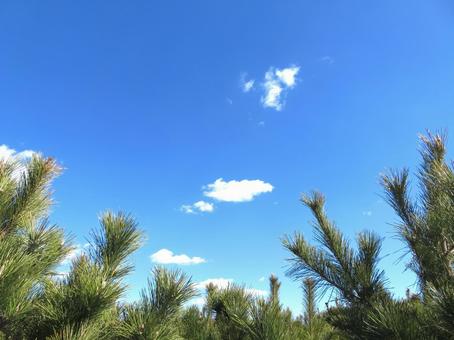 青空と松 青空と松 青空,松,晴れの写真素材