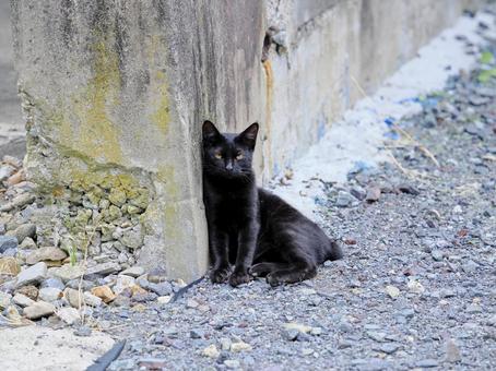 黒猫のいる風景 黒猫,猫,野良猫の写真素材
