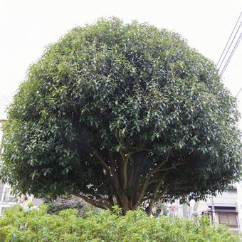樹木 樹木の写真