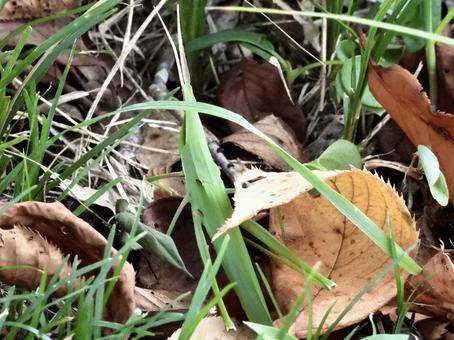 草むらに潜むバッタ 草むらに潜むバッタ 昆虫,バッタ,川辺の写真素材