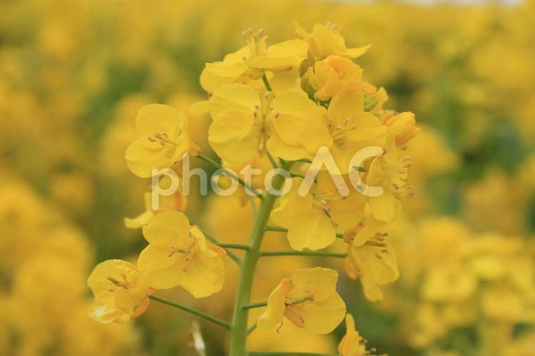 淡路島　菜の花2 なのはな,春,4月の写真素材