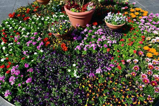 綺麗なお花畑 綺麗なお花畑の写真