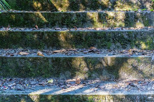 苔の生えた階段 苔の生えた階段 階段,木漏れ日,枯れ葉の写真素材