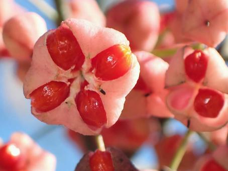 マユミの実 マユミの実,マユミ,秋の写真素材