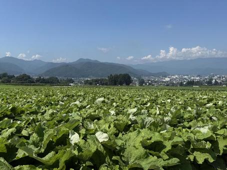 夏のゴボウと塩尻市 夏のゴボウと塩尻市の写真