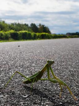 こっちを見ているカマキリ カマキリ,木曽川,木曽川沿いの写真素材