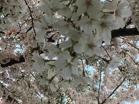 桜 桜の写真