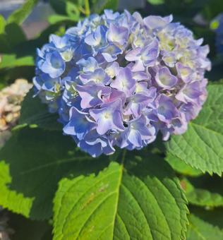 紫陽花 紫陽花の写真