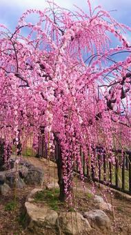 月ヶ瀬梅林の写真