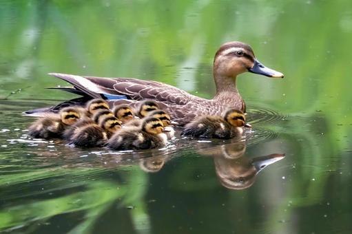 カルガモの親子 カルガモの親子,カルガモ,鴨の写真素材