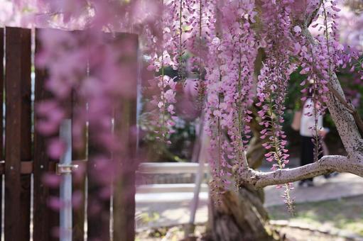 藤の花 藤の花の写真
