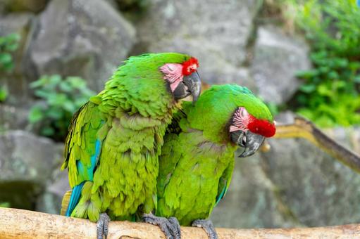 ミドリコンゴウインコのつがい ミドリコンゴウインコのつがいの写真