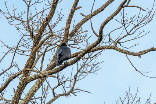 冬の木にとまるハシボソガラス カラス,ハシボソガラス,鳥の写真素材