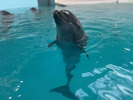 プールで泳ぐイルカ プールで泳ぐイルカ イルカ,プール,海の写真素材