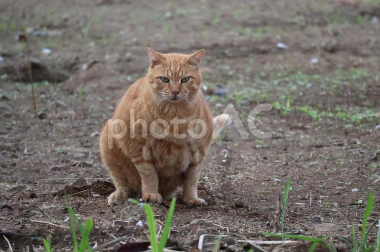 公園の地面に座り込む野良猫 猫,公園,地面の写真素材