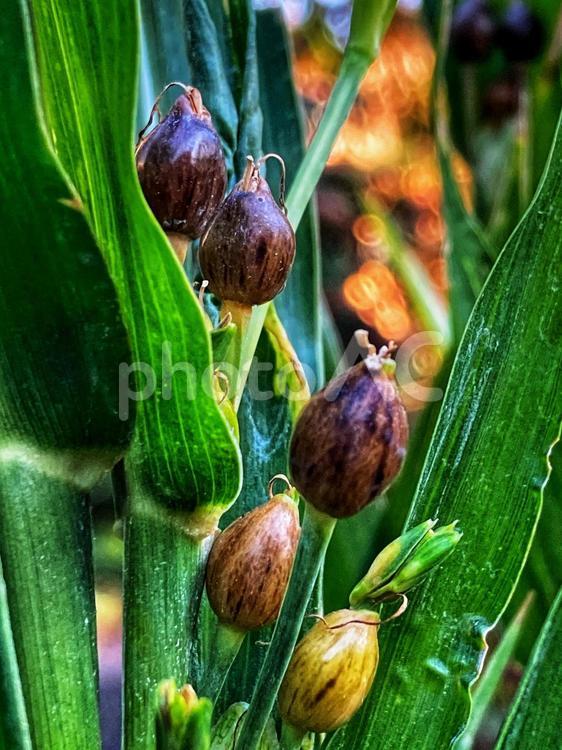 数珠玉の季節 植物,ジュズダマ,秋の写真素材