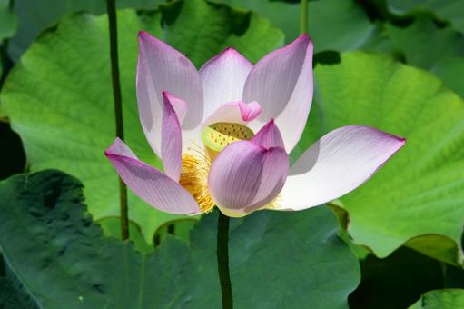 蓮の花のある風景 蓮の花のある風景の写真