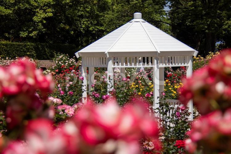 薔薇に囲まれた白い建物 バラ,薔薇,トゲの写真素材