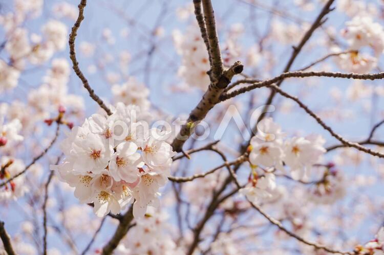 枝付きの桜の花 桜,さくら,サクラの写真素材