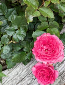 Photo, rose, roses, pink, 