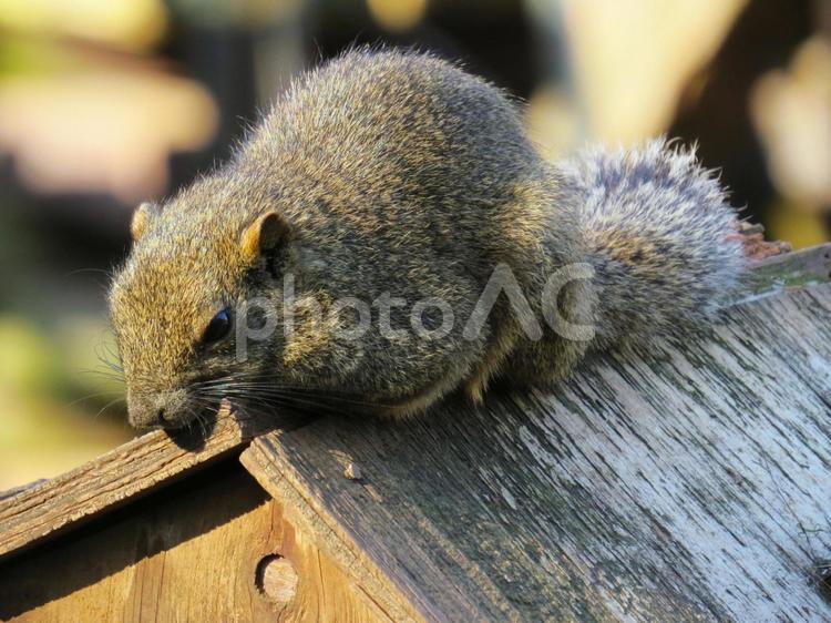 タイワンリス タイワンリス,台湾リス,台湾栗鼠の写真素材